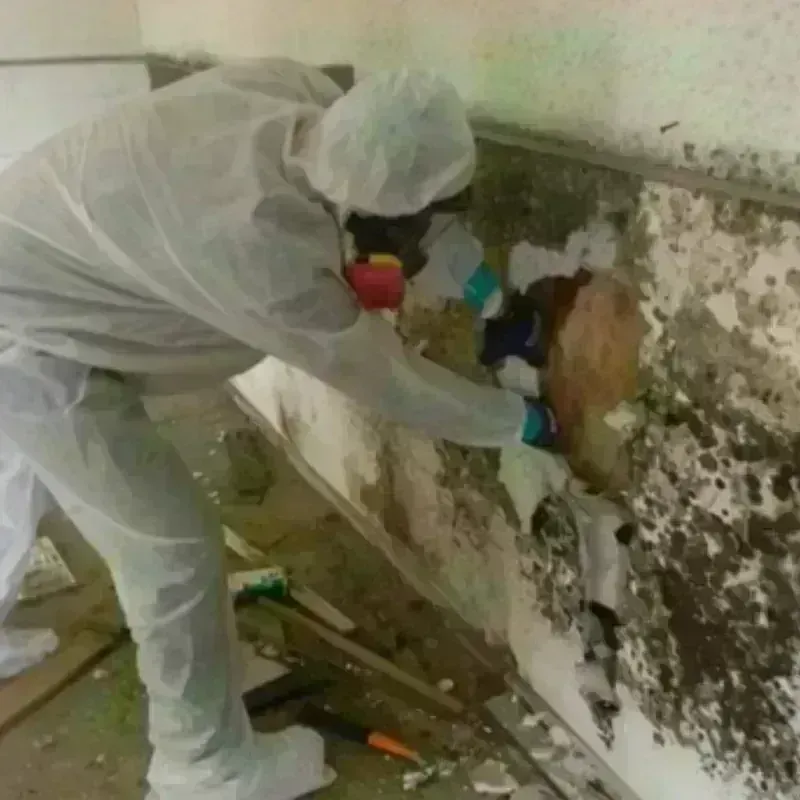 Mold Remediation and Removal in Meadow Lakes, AK